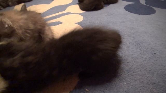 Будущий огромный мейн-кун черный дым смотреть онлайн