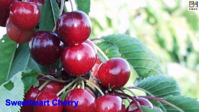 Top 20 Popular CHERRY Fruit Variety for Health Food Nutrition,10 min How/What Make Nature Crop Plan смотреть онлайн