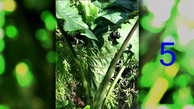 Alocasia Portodora We Wrocławiu