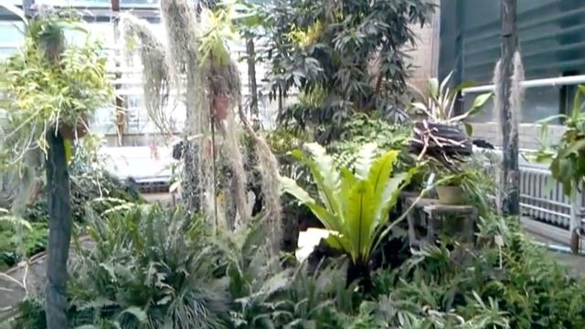 Оранжерея в ботсаду ім. Гришка смотреть онлайн