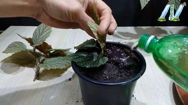How to grow Angel Wing Begonia from cutting смотреть онлайн