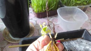 клематис Хегли Хайбрид,  посадка саженца.