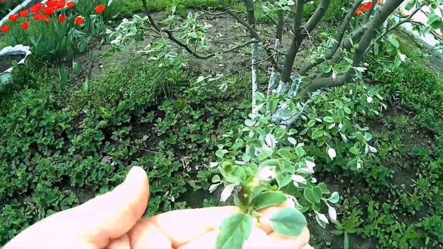 Южная дача, апрель в Таганроге. Что растёт?/Southern dacha, April in Taganrog. What is growing? смотреть онлайн