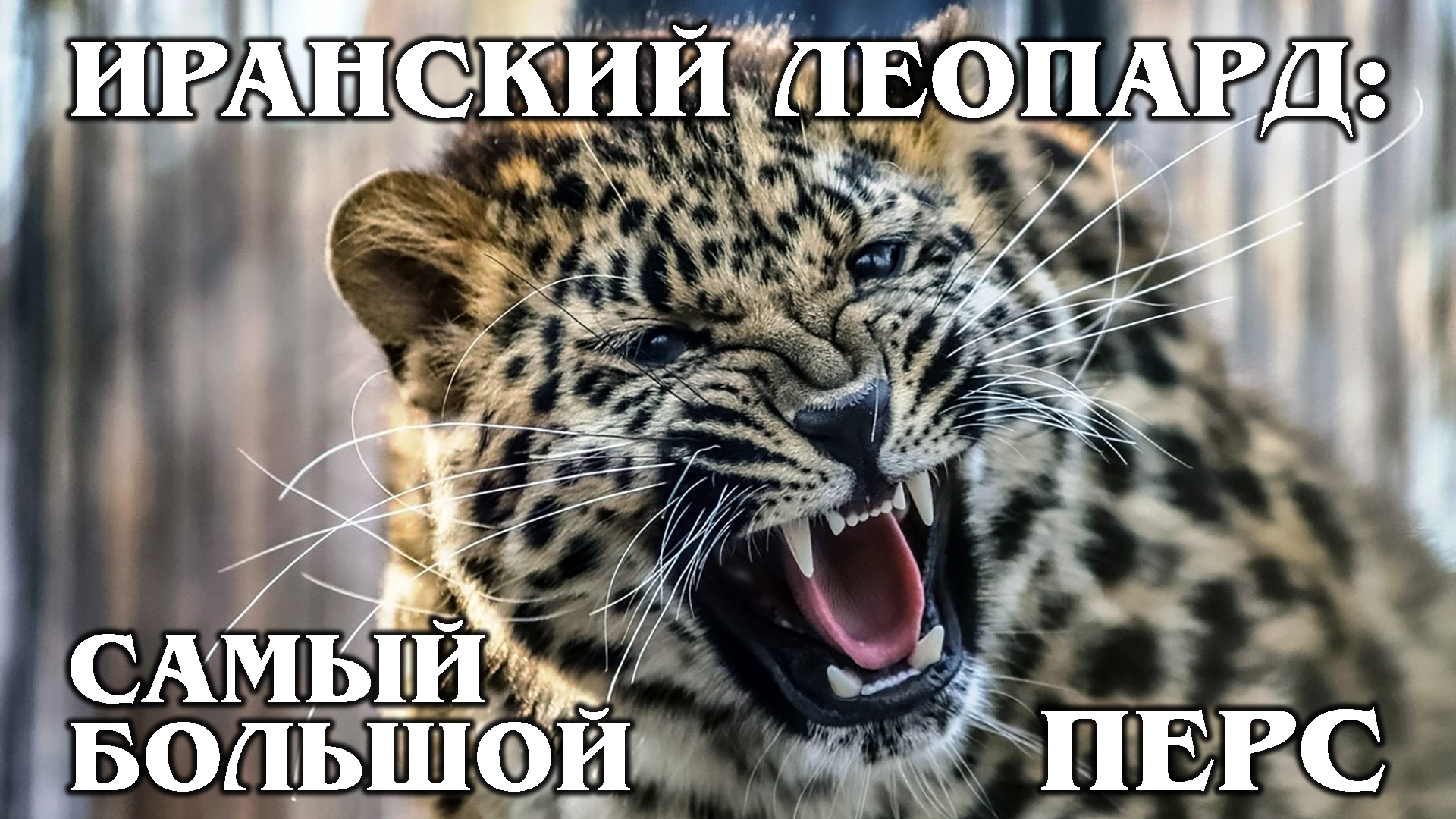 ПЕРСИДСКИЙ ЛЕОПАРД: Крупнейший подвид леопардов | Интересные факты про леопардов, кошек и животных смотреть онлайн