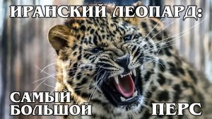 ПЕРСИДСКИЙ ЛЕОПАРД: Крупнейший подвид леопардов | Интересные факты про леопардов, кошек и животных