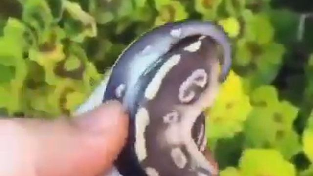 Королевский Питон смотреть онлайн