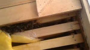 Как положить канди пчелам