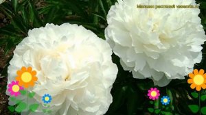 Пион молочноцветковый Эльза Сасс. Краткий обзор, описание характеристик paeonia lactiflora Elsa Sas