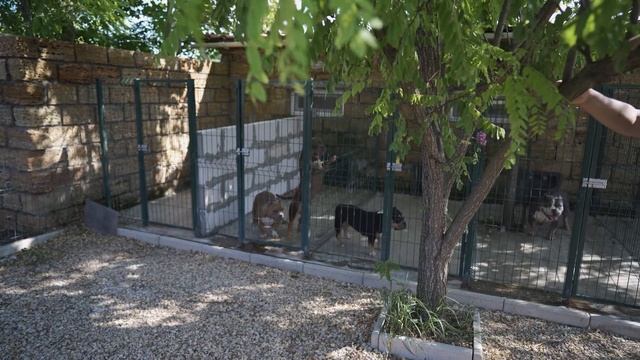 Первый день жизни щенков Американского Булли. Как мама собака и щенки? смотреть онлайн