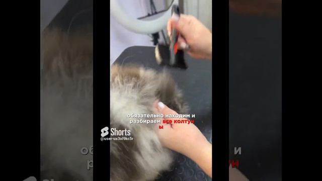 Детский груминг, помогаем щенку шпица сменить шерстку #doglover #dog #шпиц #груминг смотреть онлайн