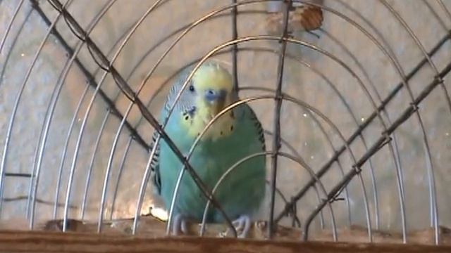 Говорящий волнистый попугай Тузик смотреть онлайн