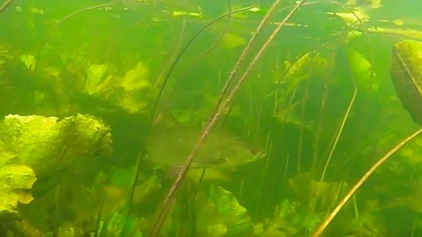 Подводная охота - выстрел в жереха смотреть онлайн