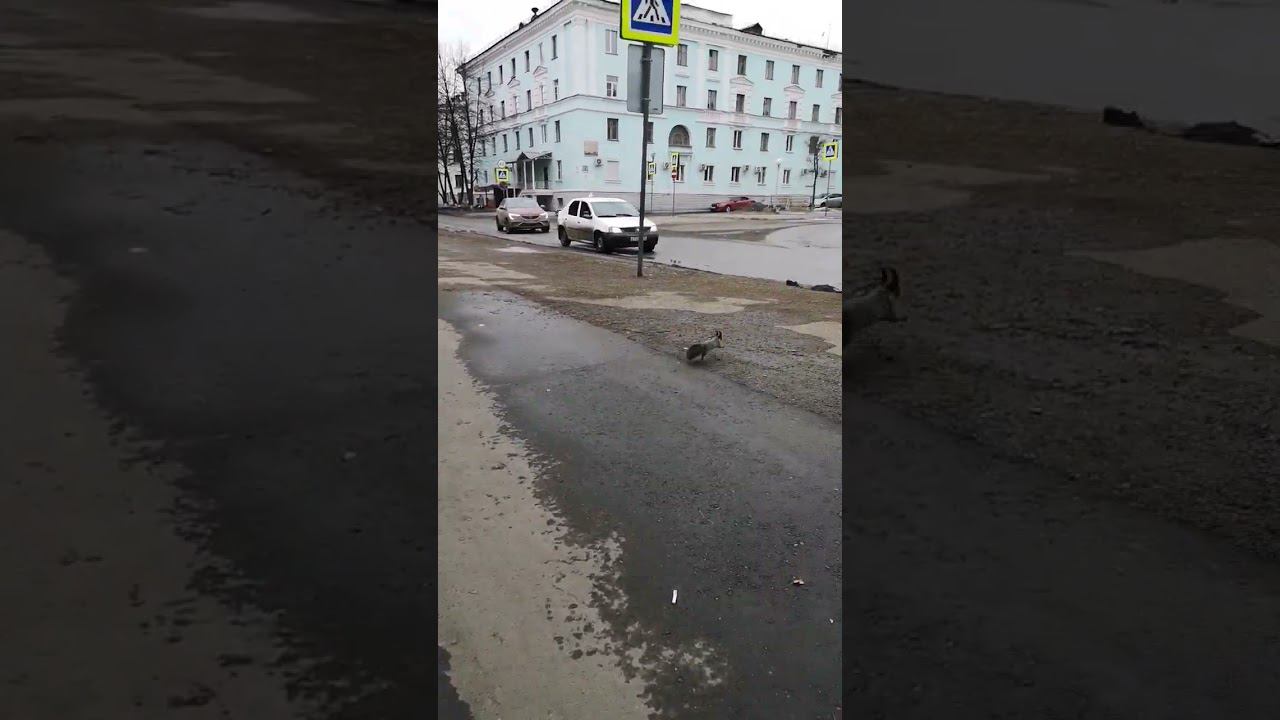 Белка перебегает дорогу #животные смотреть онлайн