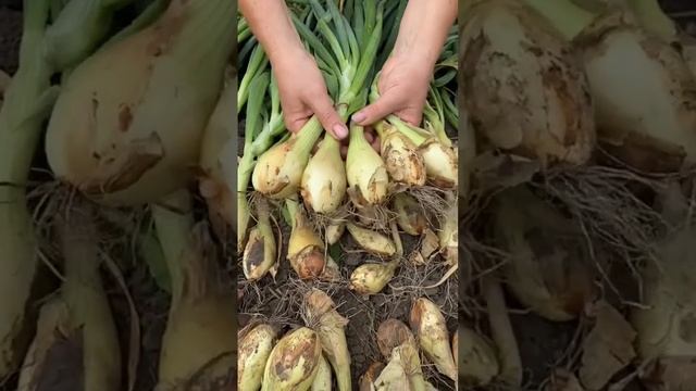 ?Лук Бамбергер. #shorts #лук смотреть онлайн