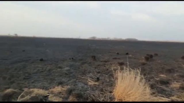 В Амурской области пожарные спасли хатку ондатры смотреть онлайн