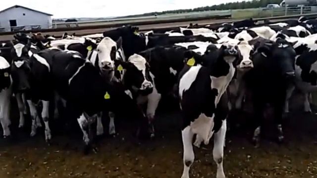 Голландская молочная порода коров Племенные породы КРС продажа 8965617005 WhatsApp продуктивност смотреть онлайн