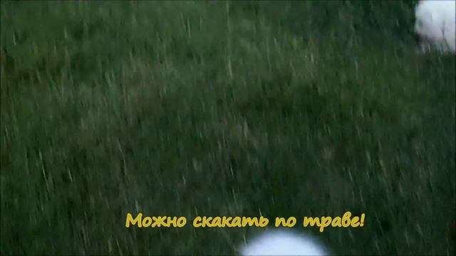 Самоед. Щенки, 1 месяц, первая прогулка. смотреть онлайн