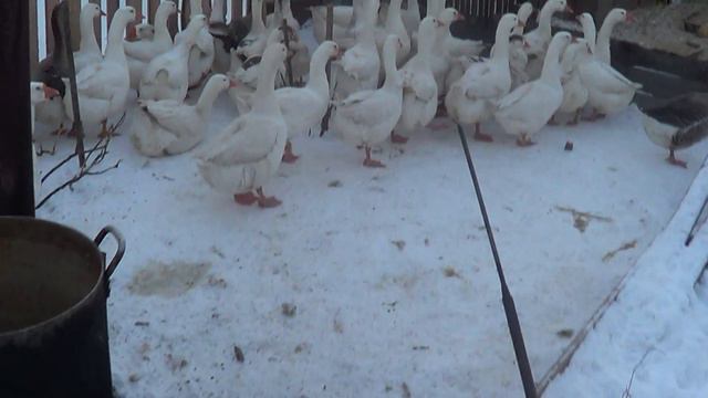 гуси приборзели - Лпх Дом Велеса Жизнь за городом смотреть онлайн