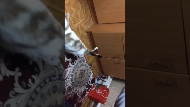 Учим кошку стоять на задних лапах смотреть онлайн