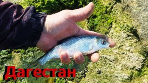 Рыбалка в ДагестанеНа Каспийском Море с Берега➠Ловим Воблу