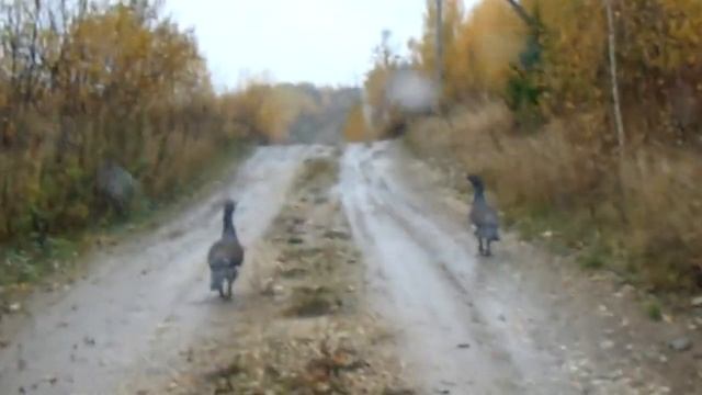 Храбрые глухари. смотреть онлайн