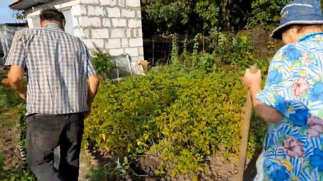 #167 Кино про дачу. 14-15 июля 2023 смотреть онлайн