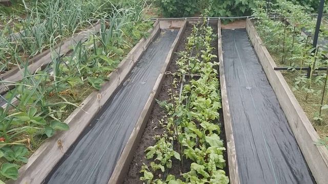 Мой огород (совместимость растений) 23,05,2019 смотреть онлайн