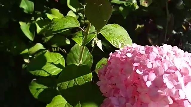 древовидная гортензия Мэджикал Дарк пинк смотреть онлайн