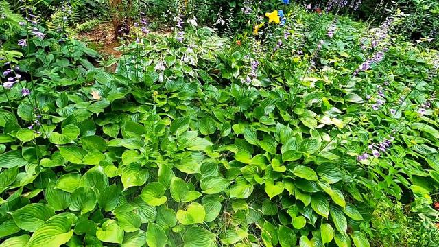 Spraying Our Gardens with Deer Repellent смотреть онлайн