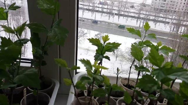 Гибискус сирийский дома весной смотреть онлайн