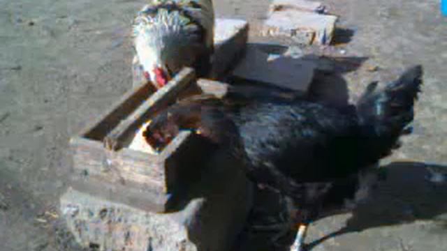 Кукочка моя любимая. Курица породы Юрловская Голосистая смотреть онлайн