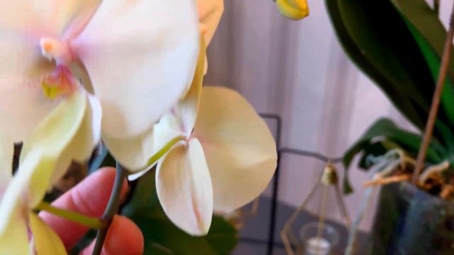 The BIGGEST ORCHID On YouTube?! Let Me SHOW You My BLOOMING PHALAENOPSIS ORCHIDS!
