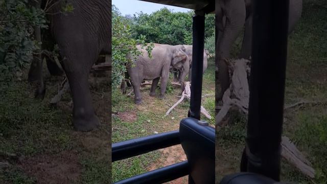 Слоны на сафари в Шри Ланке #кругосветка #сафари смотреть онлайн