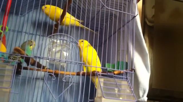 испуг попугаев смотреть онлайн