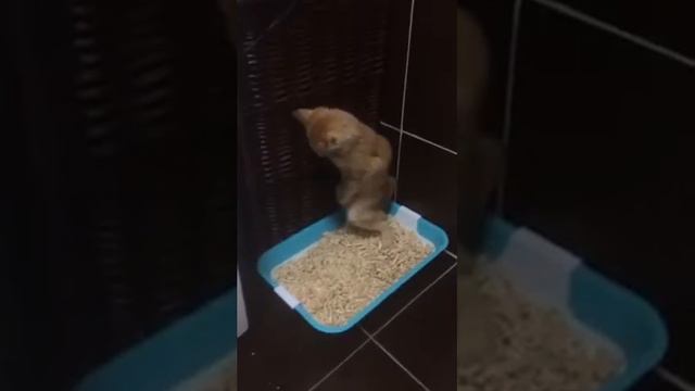 Котик какает стоя | смешно покакал смотреть онлайн