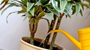 Драцену НЕ УЗНАТЬ После Этой Подкормки / Жиденький КУСТИК Превратился В Шикарную ПАЛЬМУ