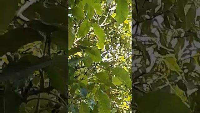 орех гроновидный смотреть онлайн