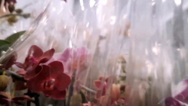 Цветочный рынок/Завоз орхидей/20.10.22/