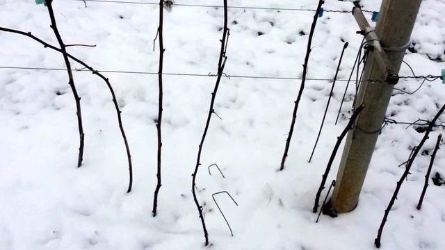 Остаемся зимовать или формировка малины на зиму. смотреть онлайн