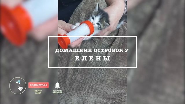 Как вырастить новорождённого котёнка без кошки мамы ?! Чем кормить котенка в 1 месяц смотреть онлайн