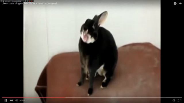 кролик кричит уржатся можно смотреть онлайн