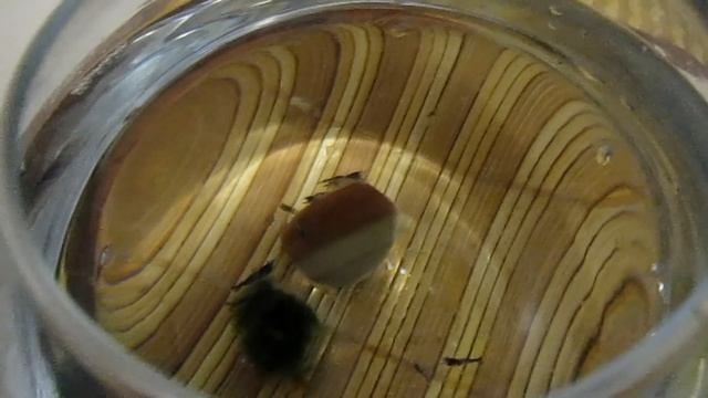 маленький аквариум для криля креветок смотреть онлайн