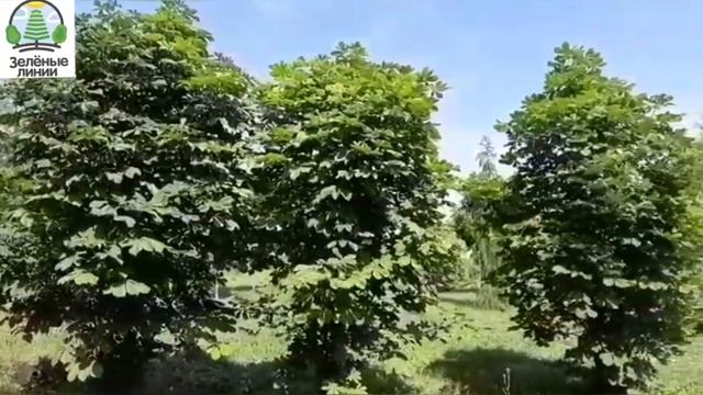 Каштан конский кустовой формы видео из питомника саженцев смотреть онлайн