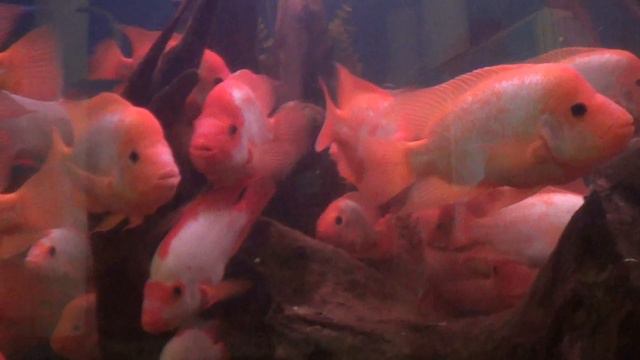 Ку-Ку от Мамонта и Рыбок-Великанов в природоведческом музее, Kiev, Ukraine!