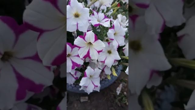 петуния многоцветковая Обояние F2 смесь окрасок второе видео в саду смотреть онлайн