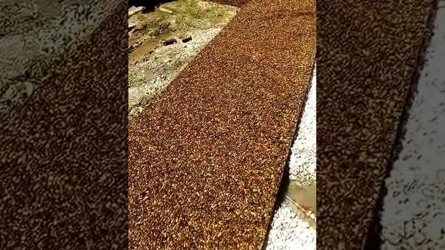 Парк фрунзе Новороссийск "Козинаки" 2017 год смотреть онлайн