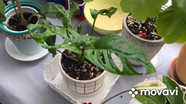 Комнатные растения?Пересадкам нет конца? смотреть онлайн
