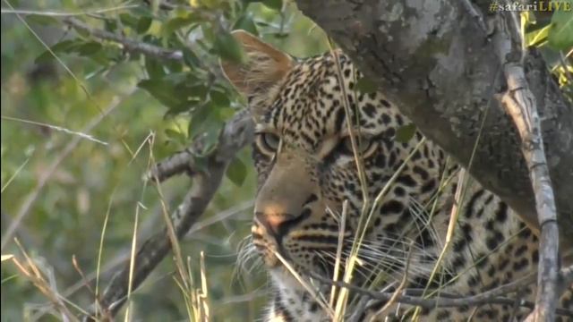 safariLIVE - Sunrise Safari - June 24, 2017 (Part 1) смотреть онлайн
