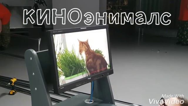 КИНОкот работает в кадре. Травка для кошек. Витамины для кошек. смотреть онлайн