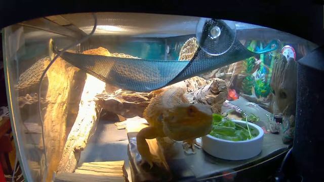 BEST BEARDED DRAGON EVER! Charge and lick! смотреть онлайн